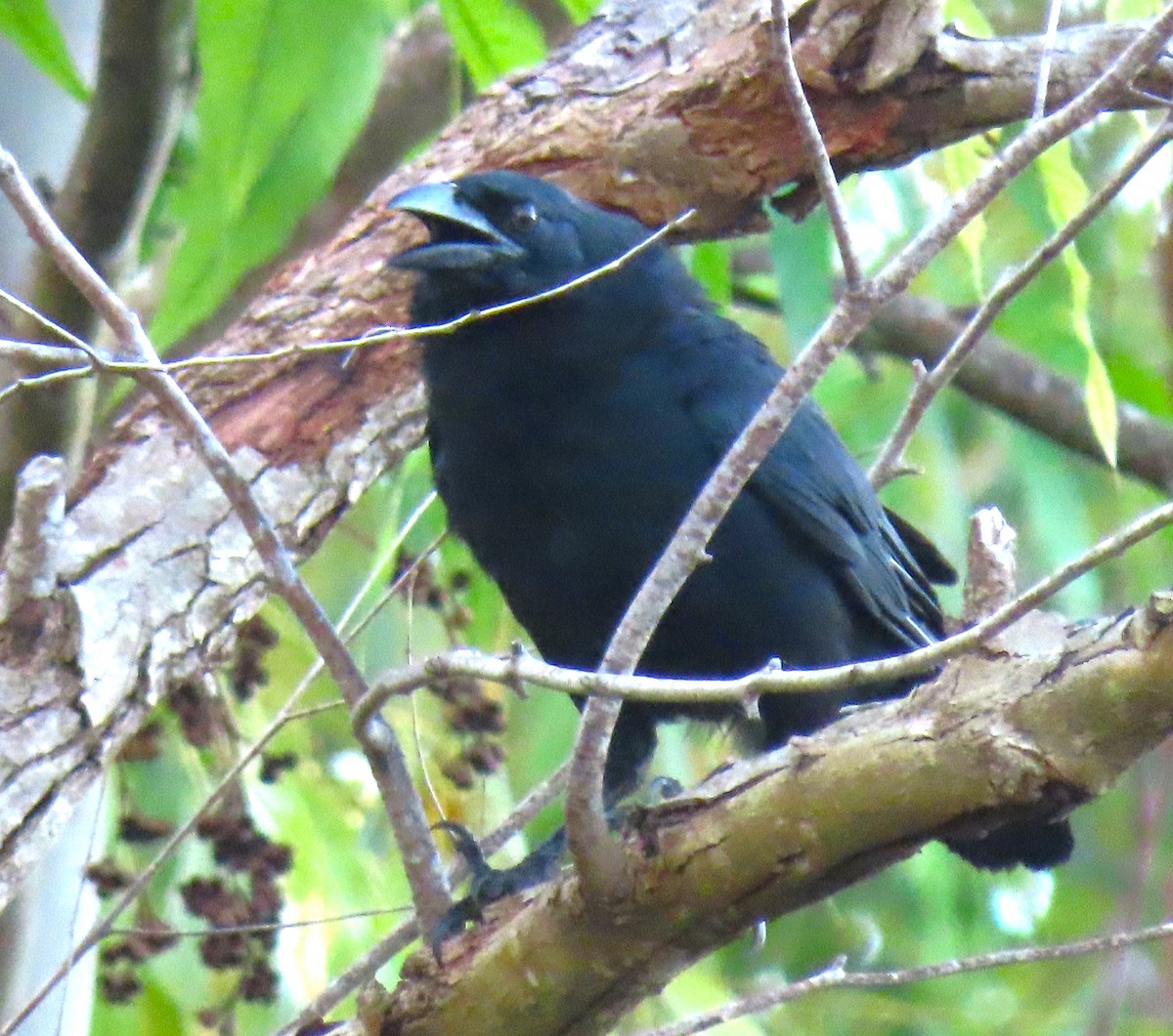 Cuban Palm-Crow - ML620539924