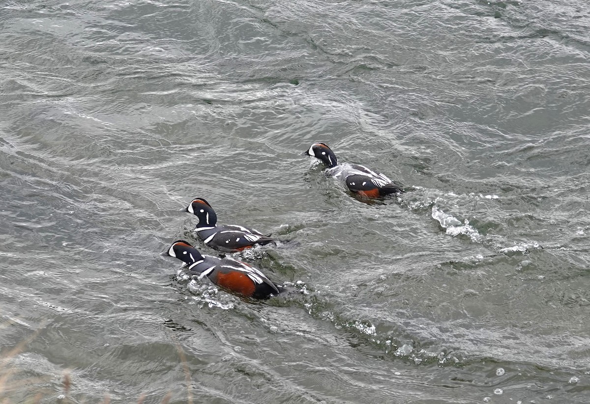 Harlequin Duck - Diane Stinson