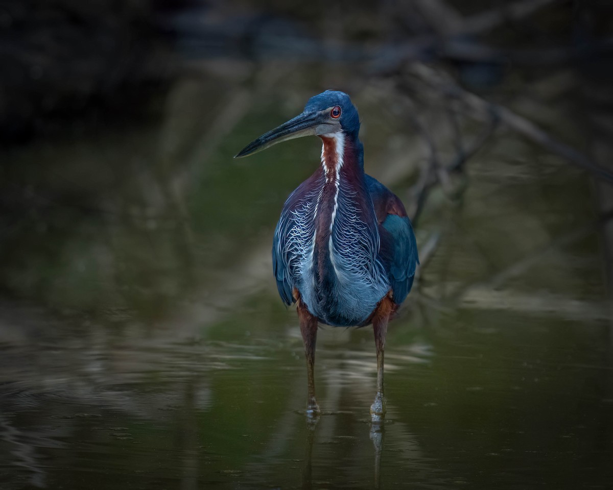 Agami Heron - ML620539928