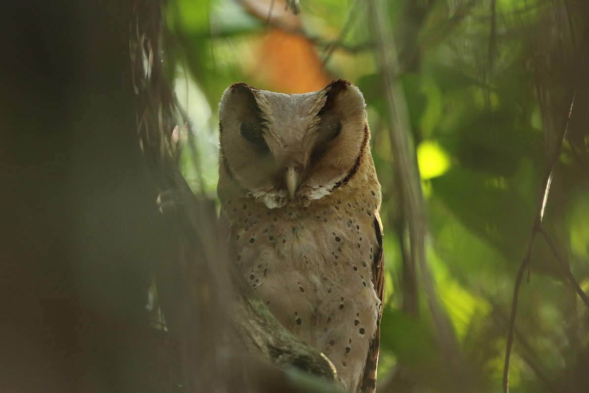 Sri Lanka Bay-Owl - ML620539929