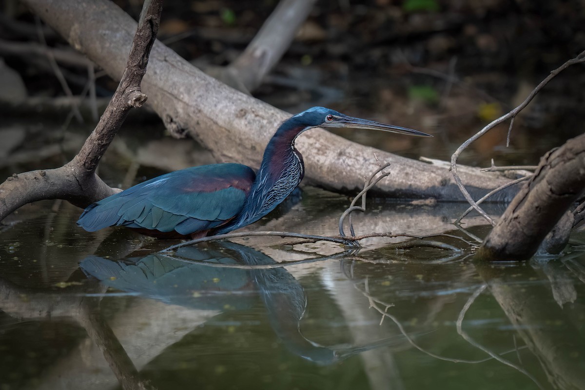 Agami Heron - ML620539930