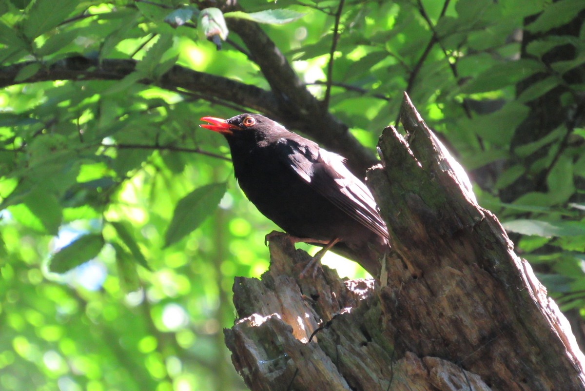 Eurasian Blackbird - ML620539942