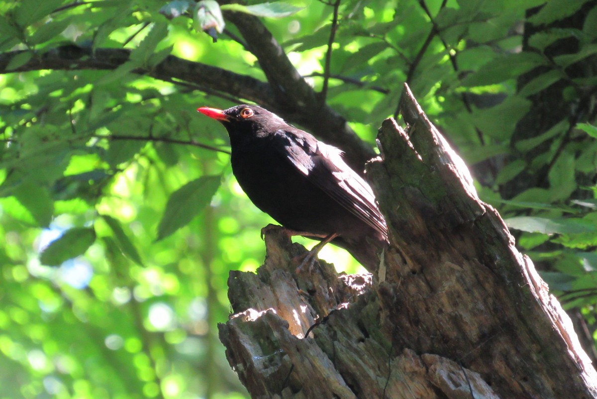 Eurasian Blackbird - ML620539943