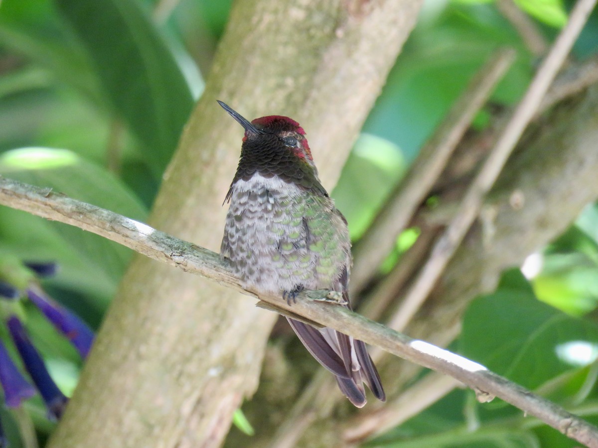 Anna's Hummingbird - ML620539948