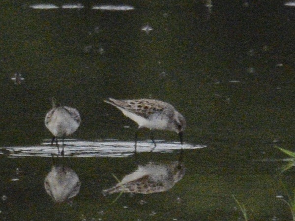 Semipalmated Sandpiper - Ian Teaell