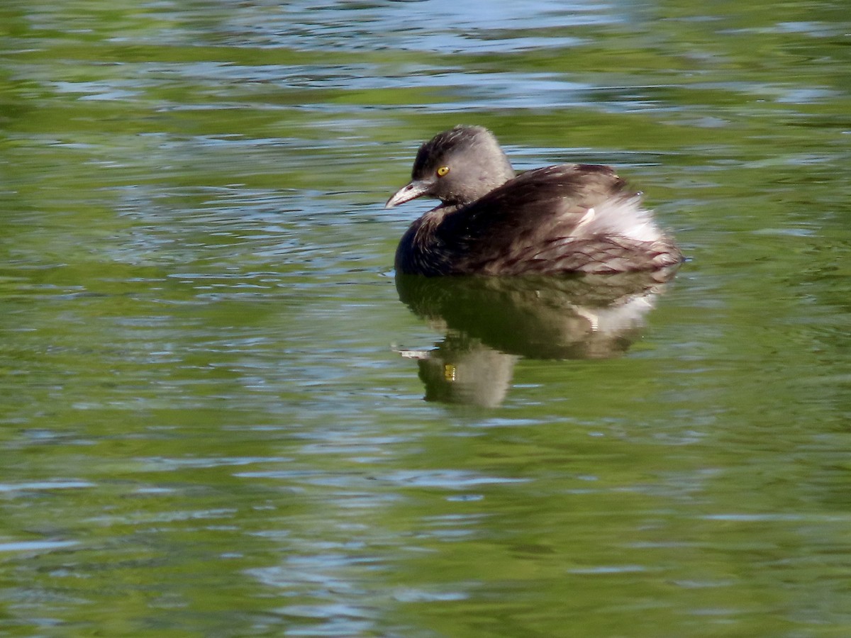 Least Grebe - ML620539965