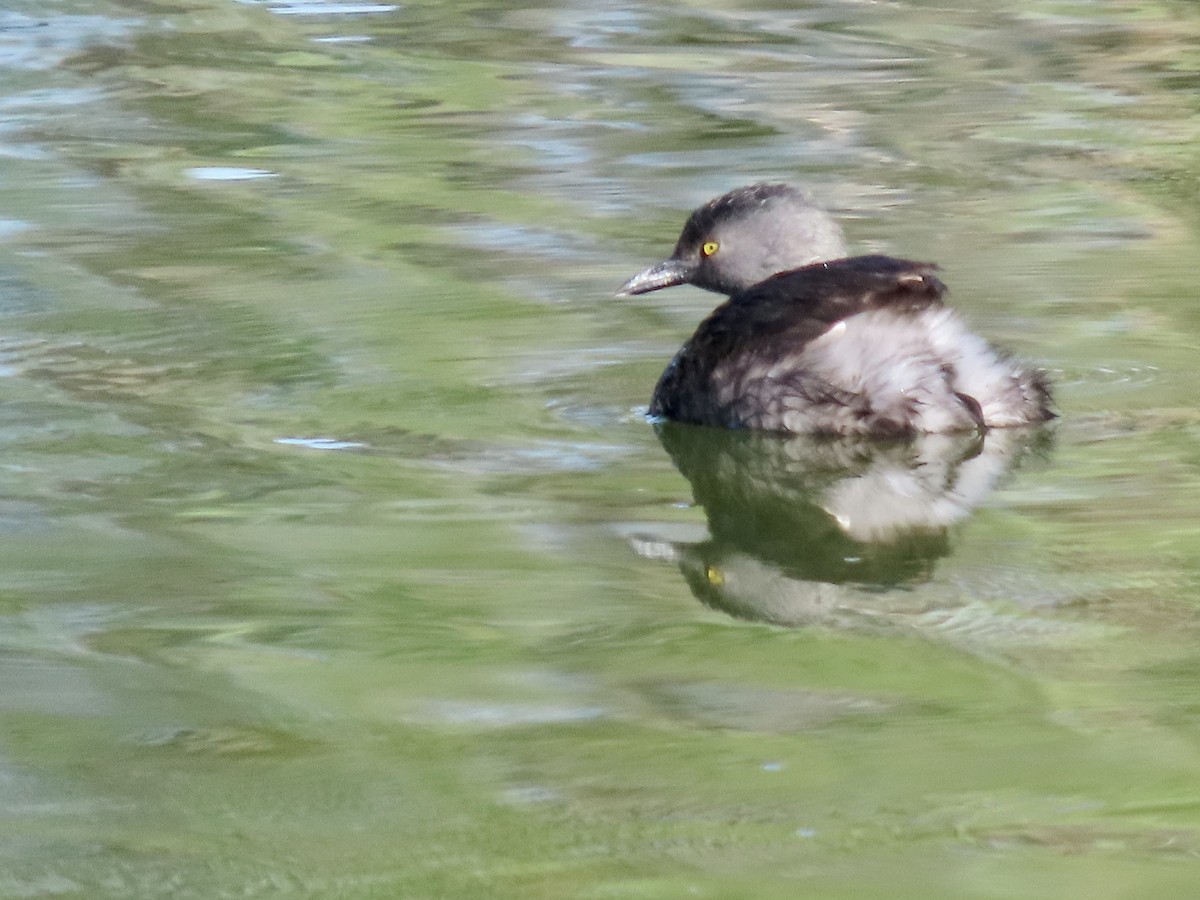 Least Grebe - ML620539966