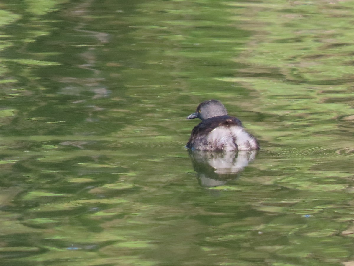 Least Grebe - Roy Howard