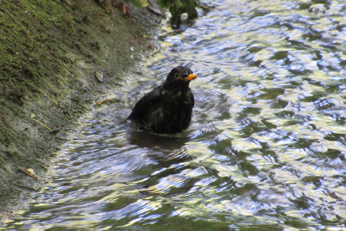 Eurasian Blackbird - ML620539968