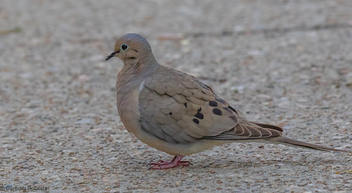 Mourning Dove - ML620539971