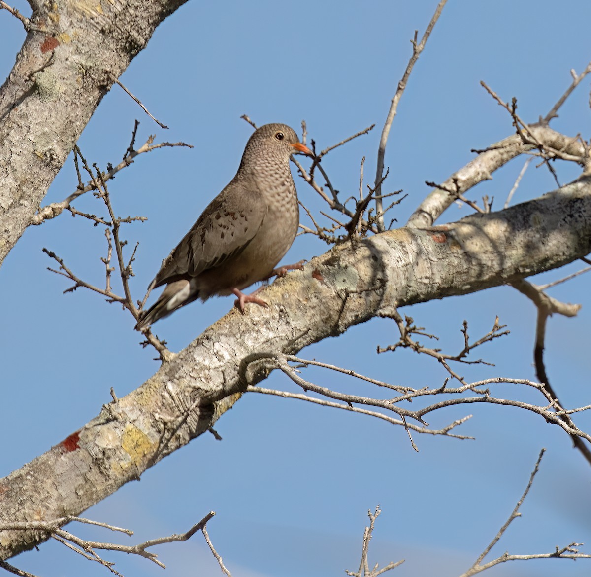 Common Ground Dove - ML620539975