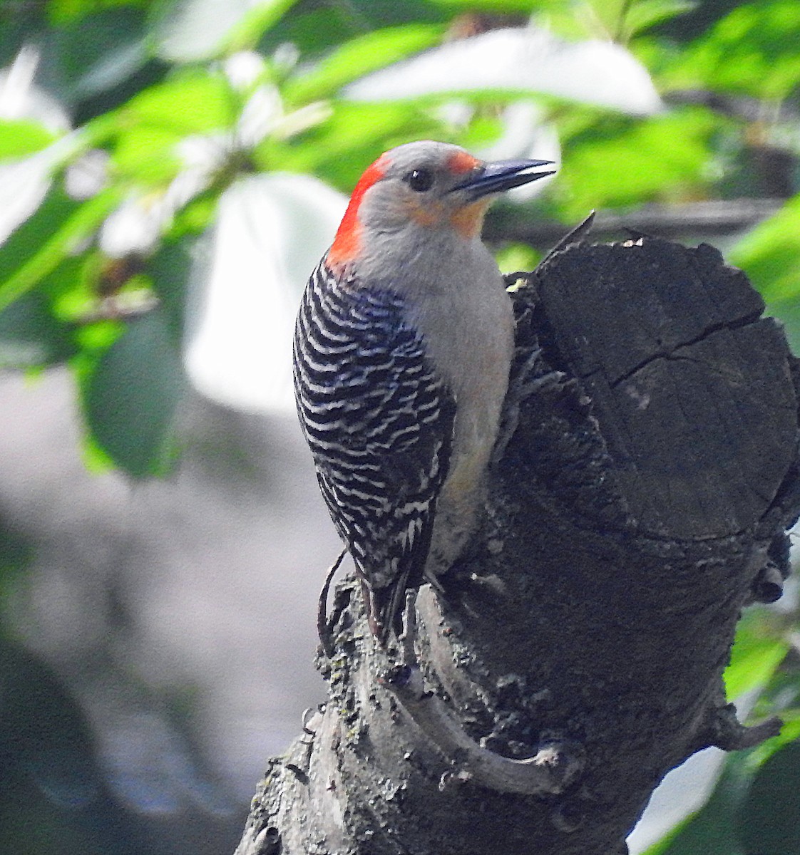 Red-bellied Woodpecker - ML620539976