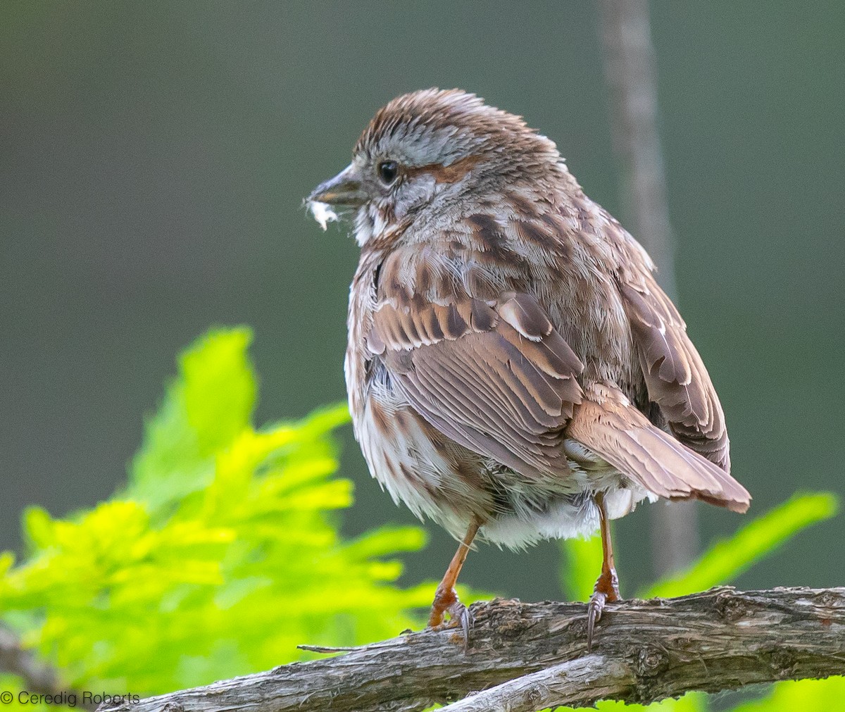 Song Sparrow - ML620539977