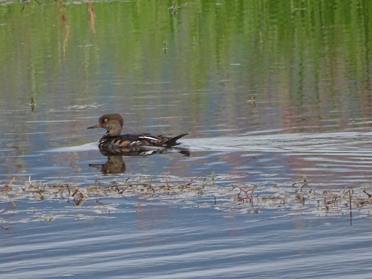 Hooded Merganser - ML620539978