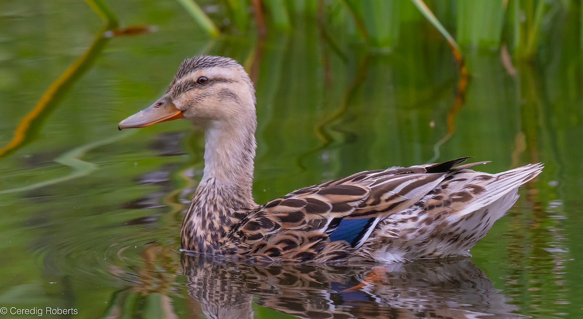 Canard colvert - ML620539982