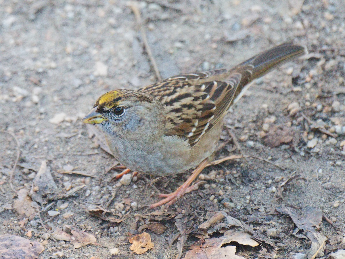 Golden-crowned Sparrow - ML620539987