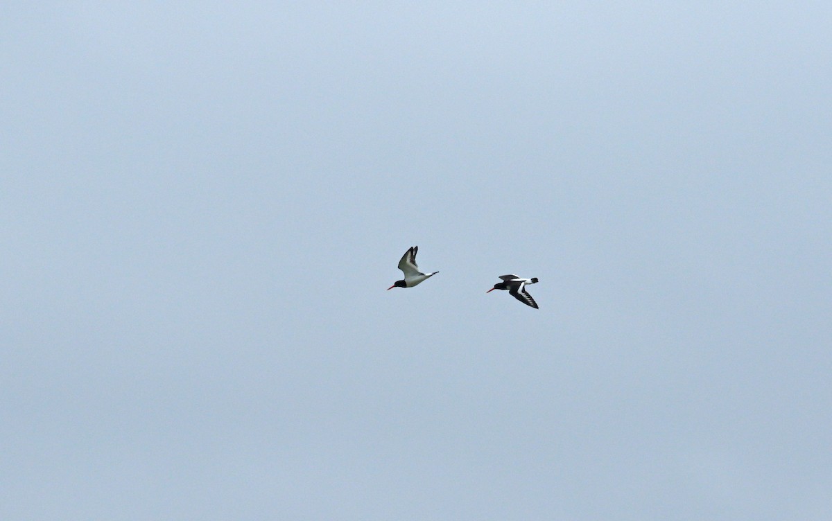 Eurasian Oystercatcher - ML620539988