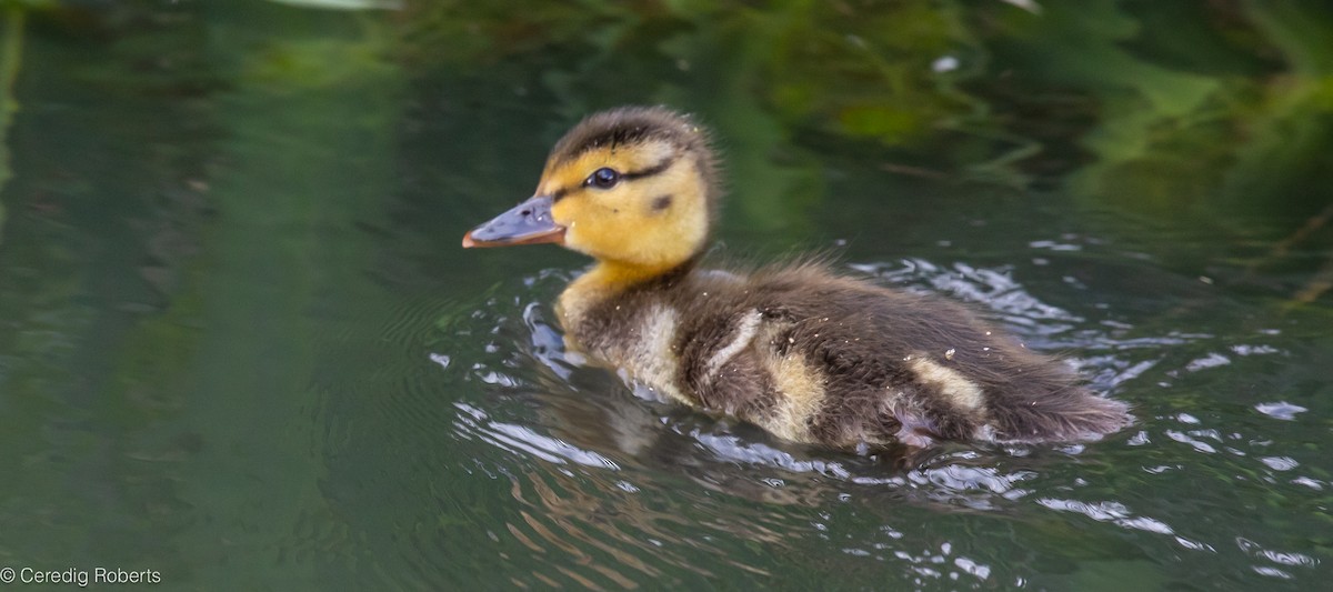 Canard colvert - ML620539989