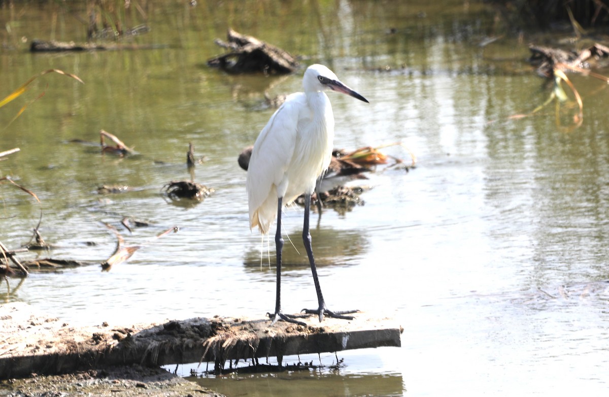 Aigrette roussâtre - ML620539995