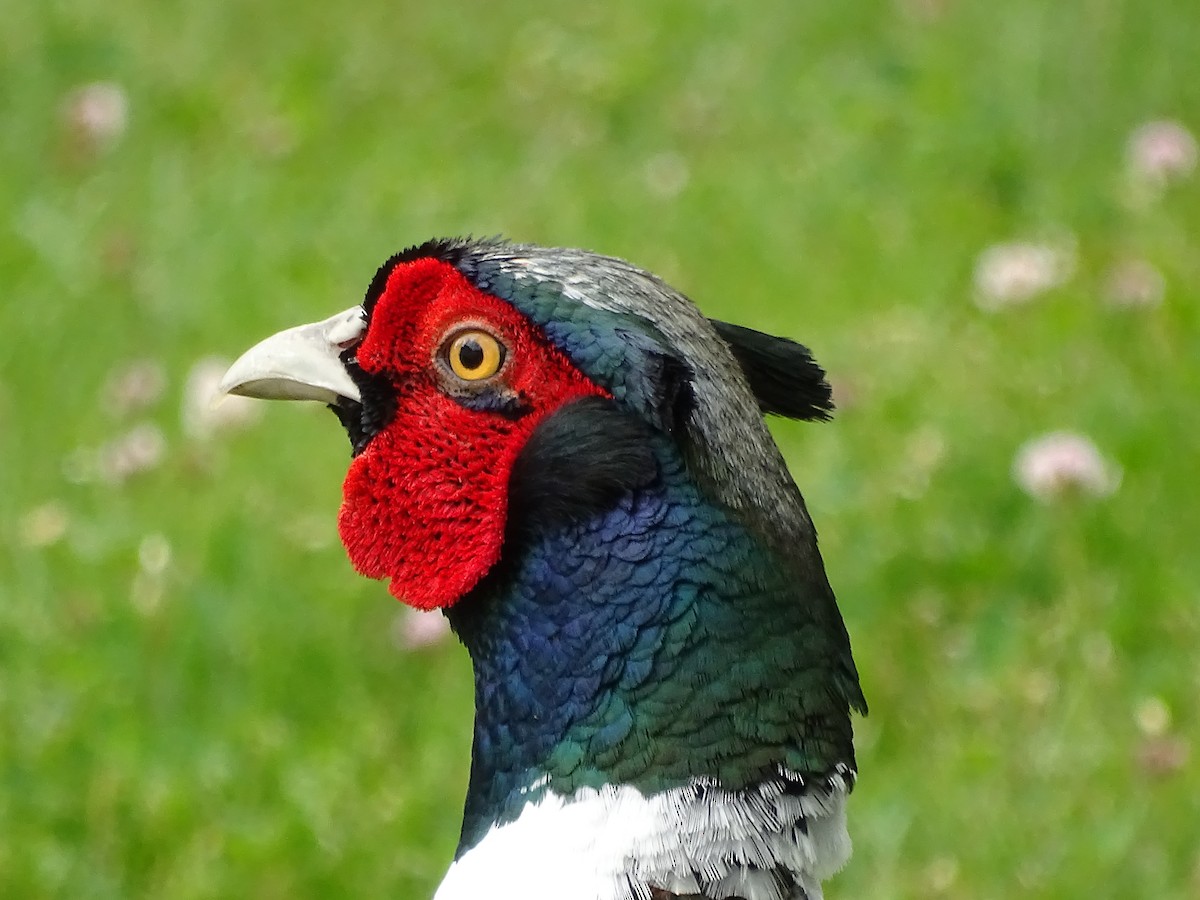 Ring-necked Pheasant - ML620540001