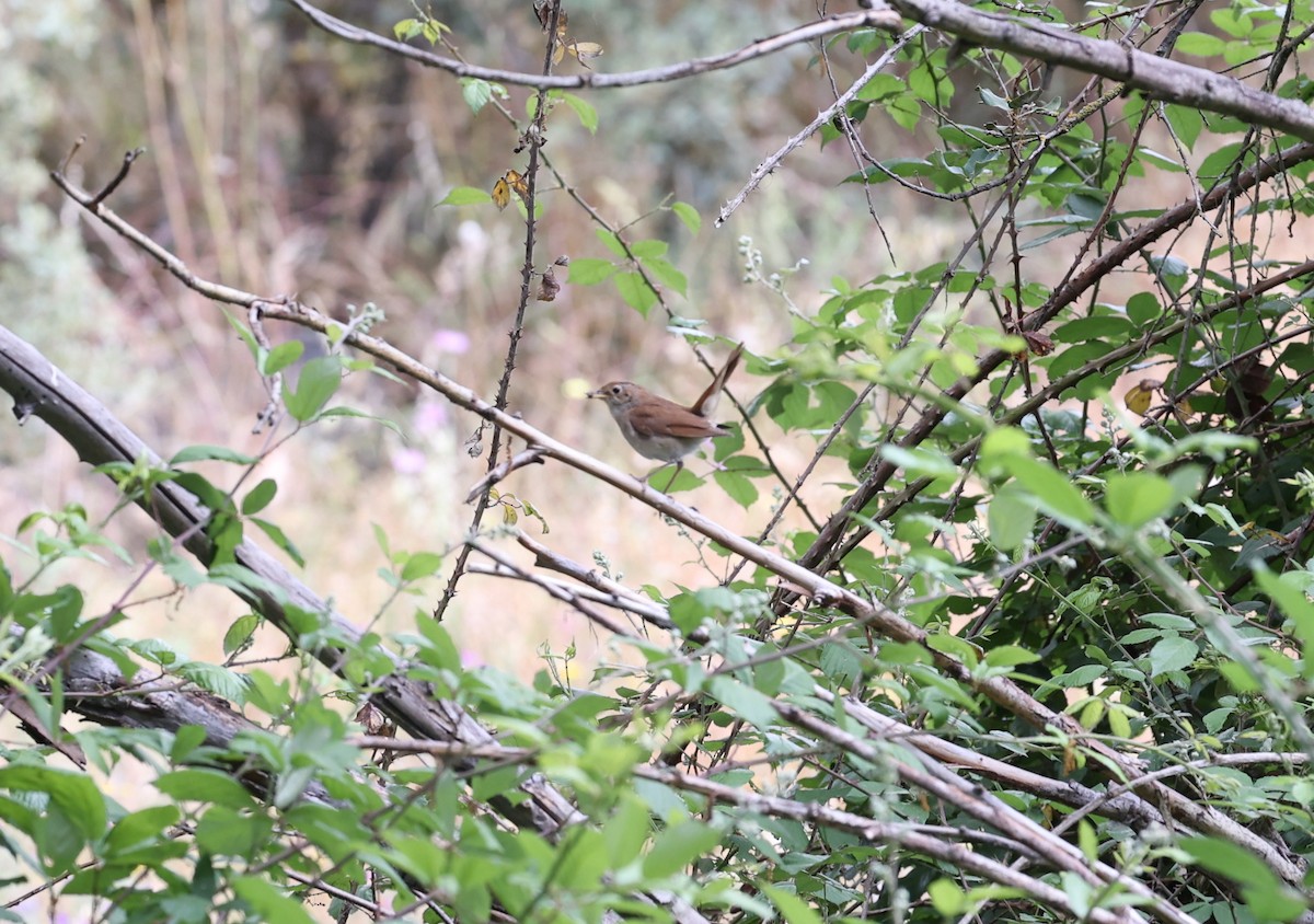 Bouscarle de Cetti - ML620540010