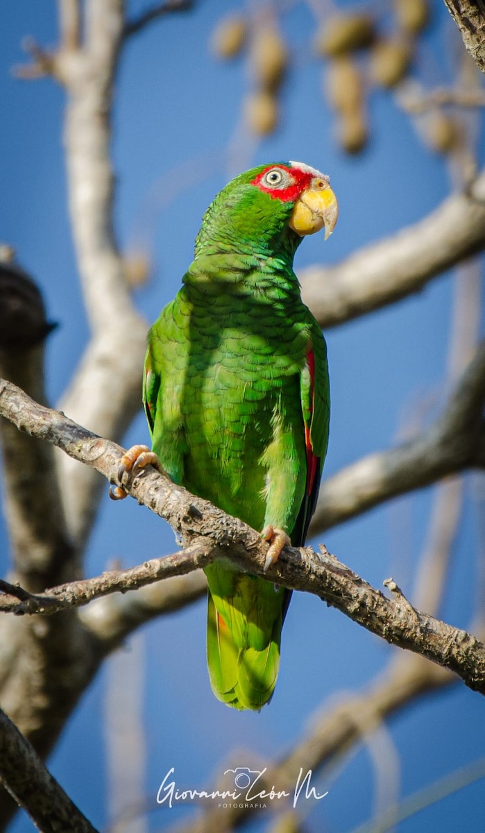 White-fronted Parrot - ML620540018