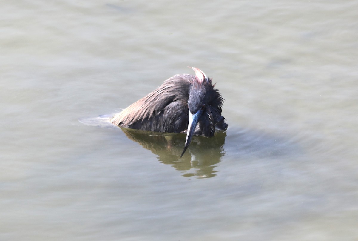 Tricolored Heron - ML620540020