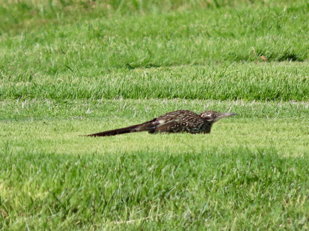 Greater Roadrunner - ML620540021