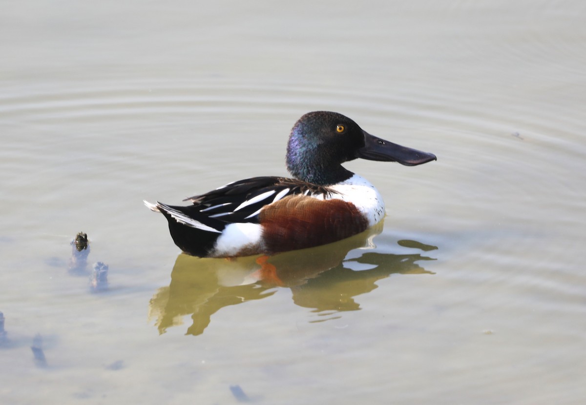 Northern Shoveler - ML620540032