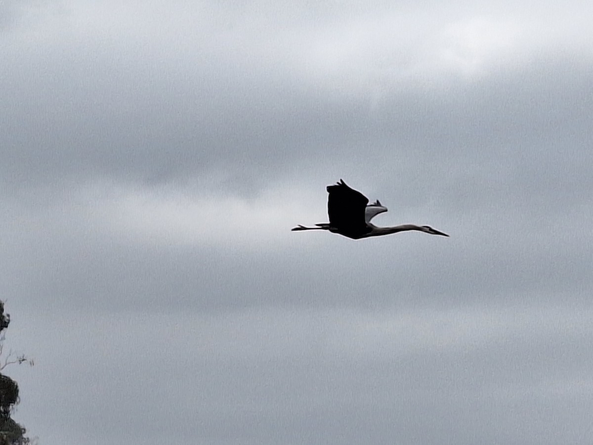 Great Blue Heron - ML620540038