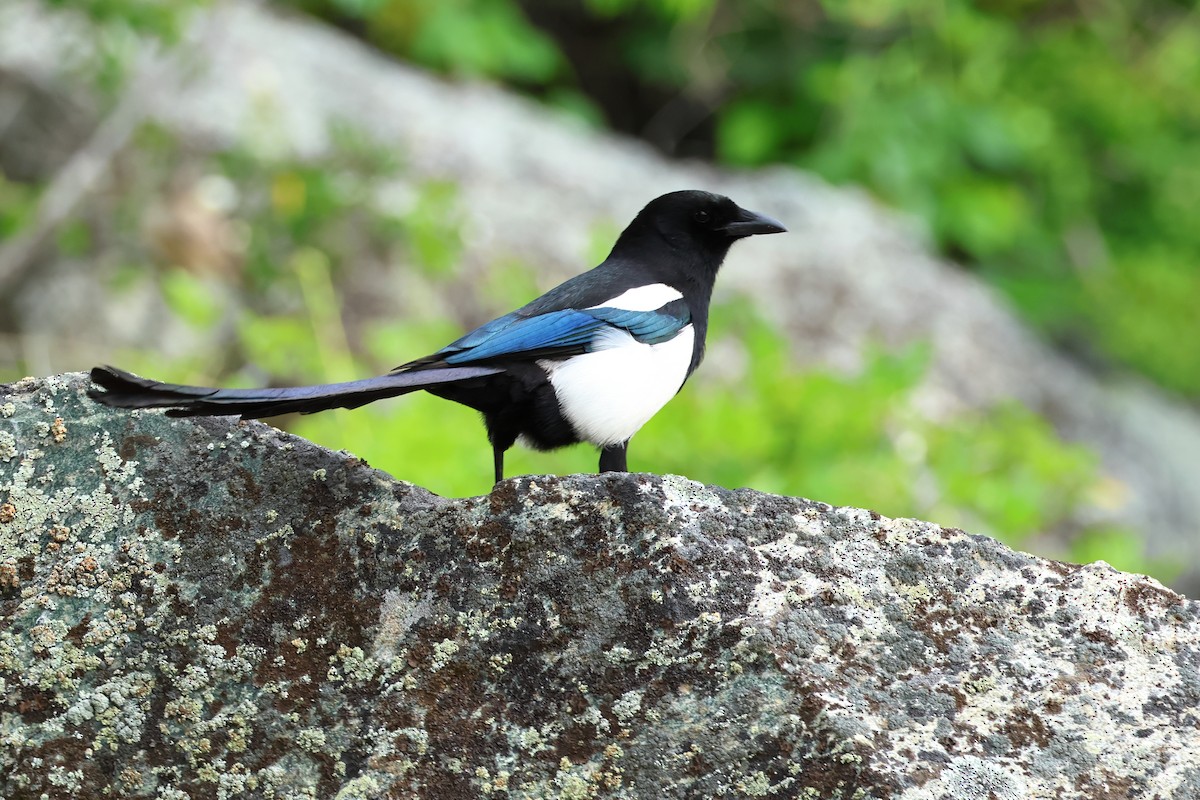 Black-billed Magpie - ML620540039