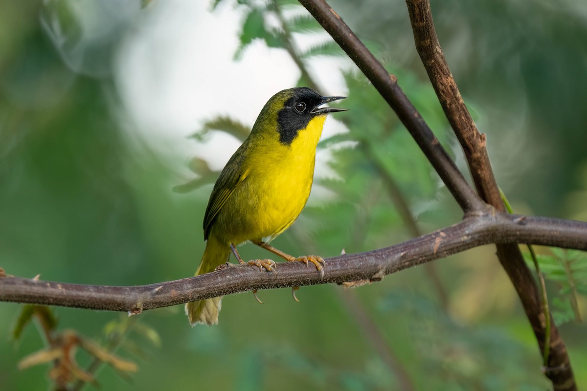 Olive-crowned Yellowthroat - ML620540050