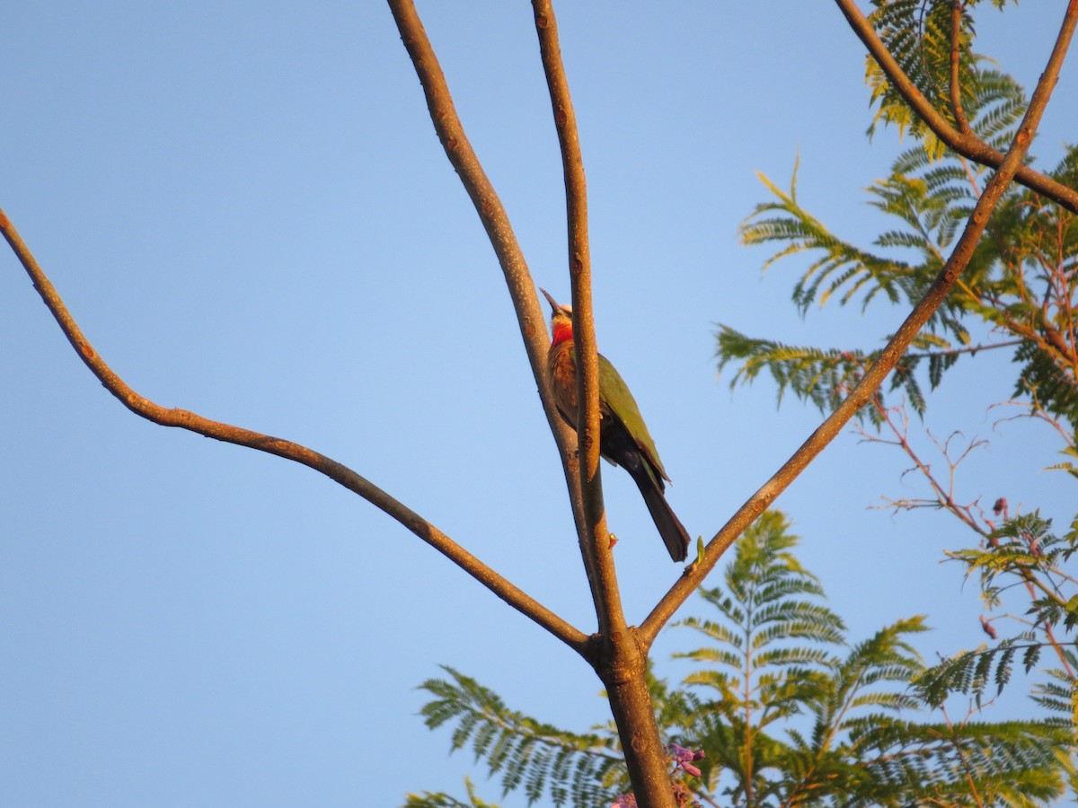 White-fronted Bee-eater - ML620540051