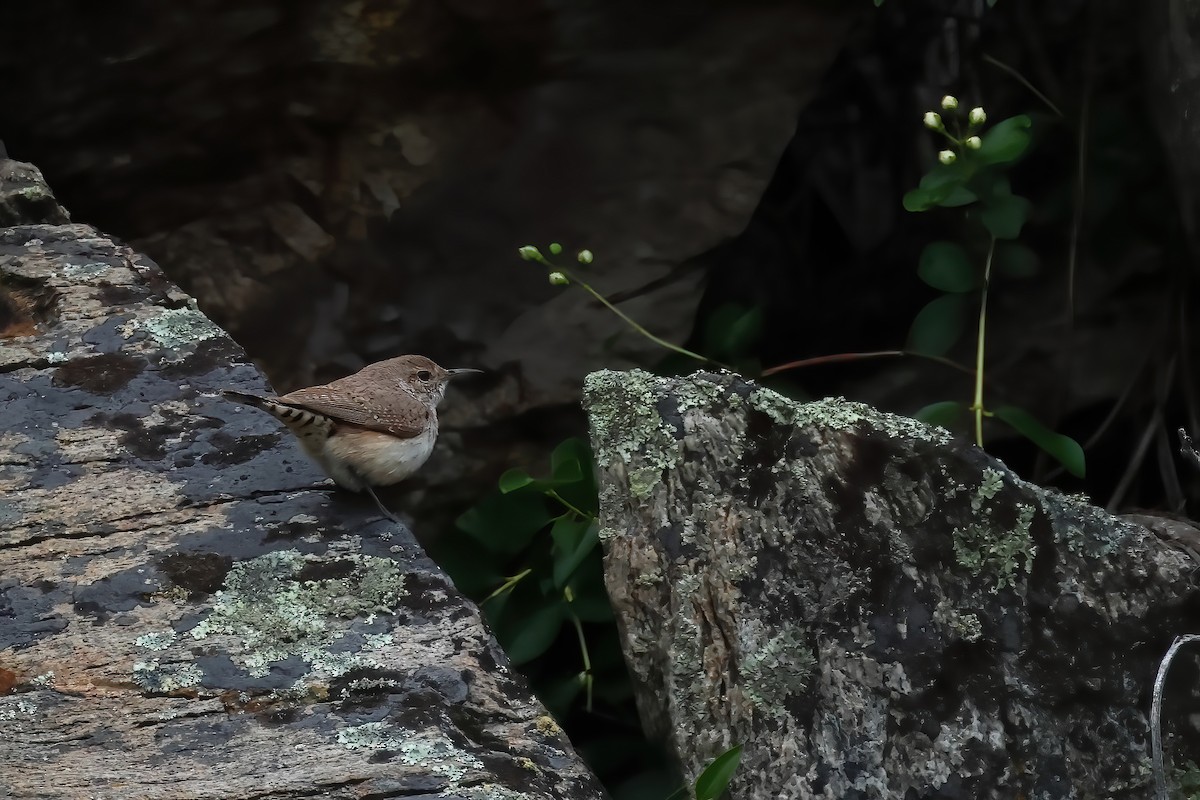 Rock Wren - ML620540053