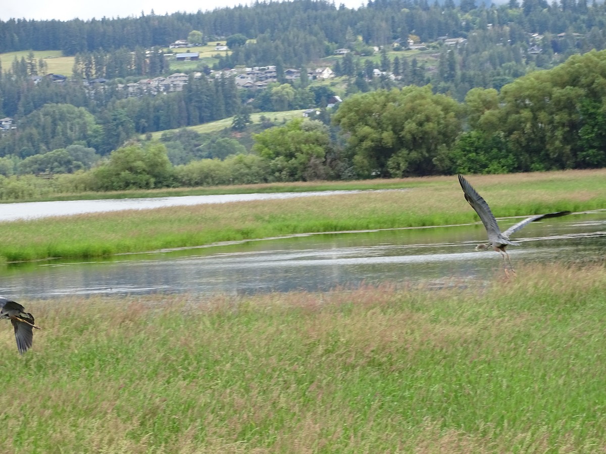 Great Blue Heron - ML620540055