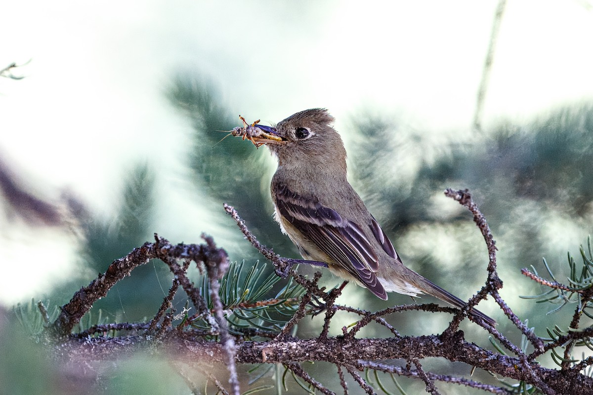 Western Flycatcher (Pacific-slope) - ML620540056