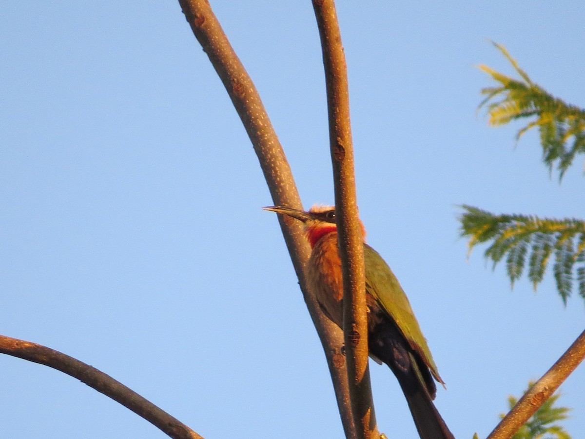 White-fronted Bee-eater - ML620540059