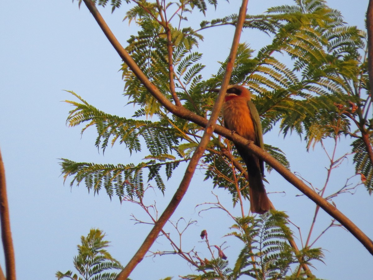 White-fronted Bee-eater - ML620540062