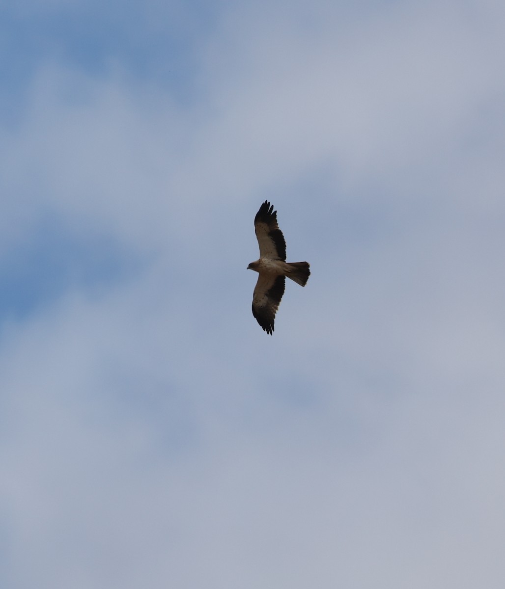 Booted Eagle - ML620540065