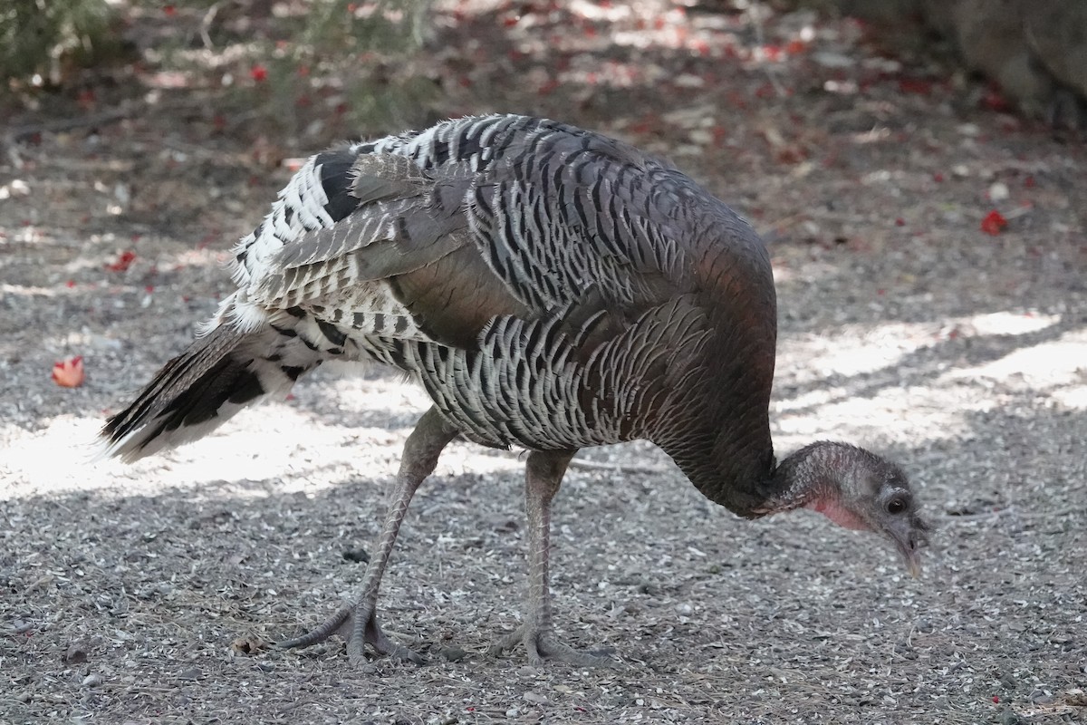 Wild Turkey - ML620540066