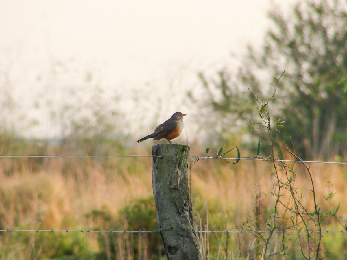 Rufous-bellied Thrush - ML620540069