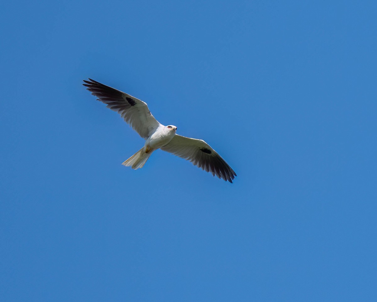 White-tailed Kite - ML620540074