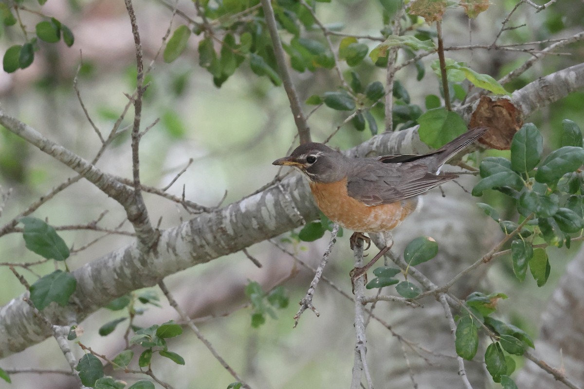 American Robin - ML620540075