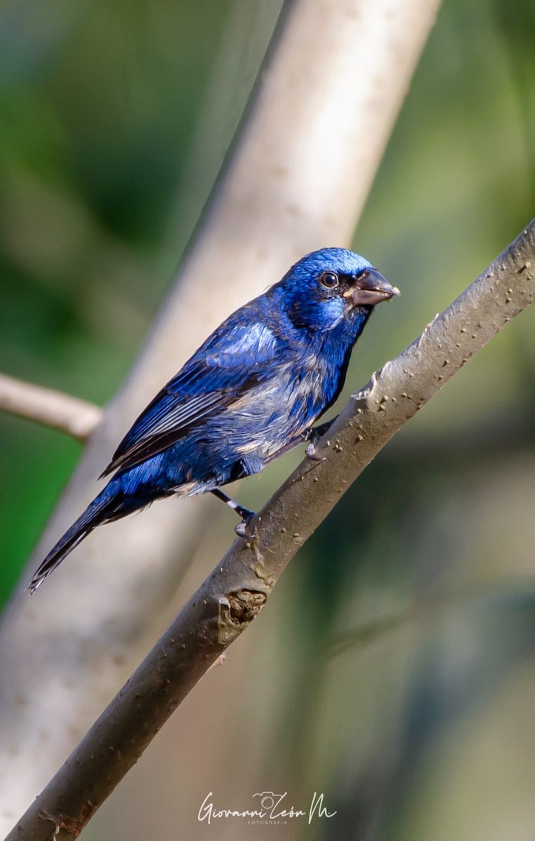 Blue Bunting - ML620540086