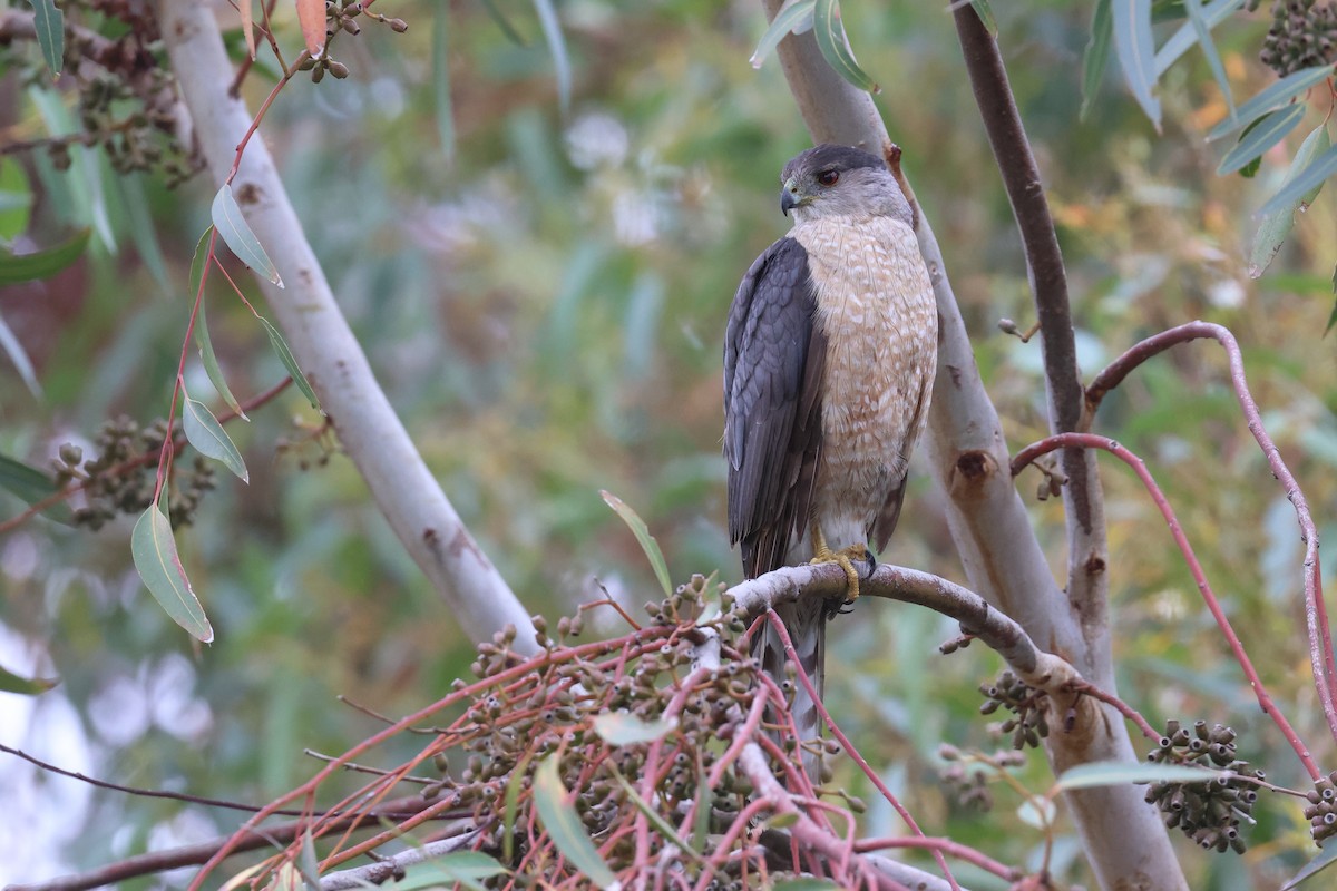 Cooper's Hawk - ML620540097