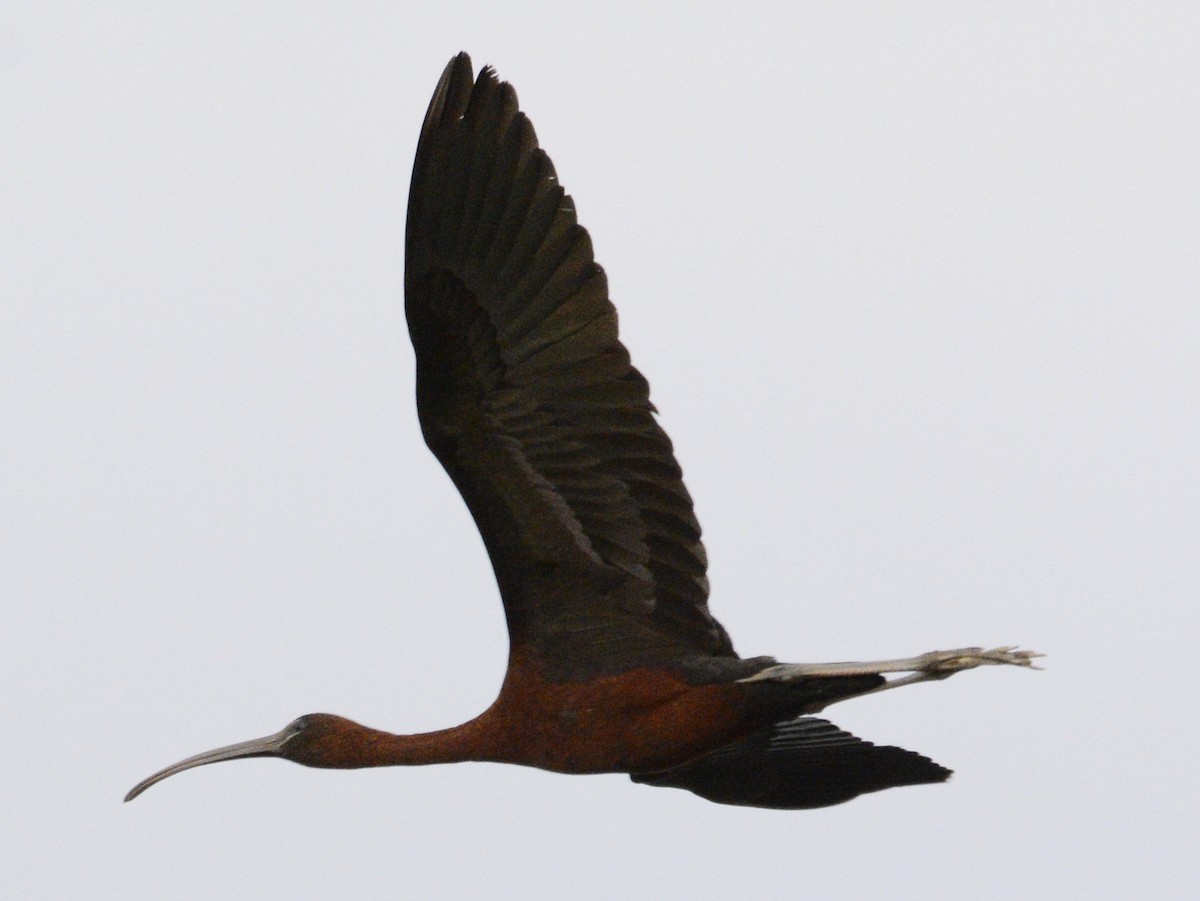 ibis hnědý - ML620540101