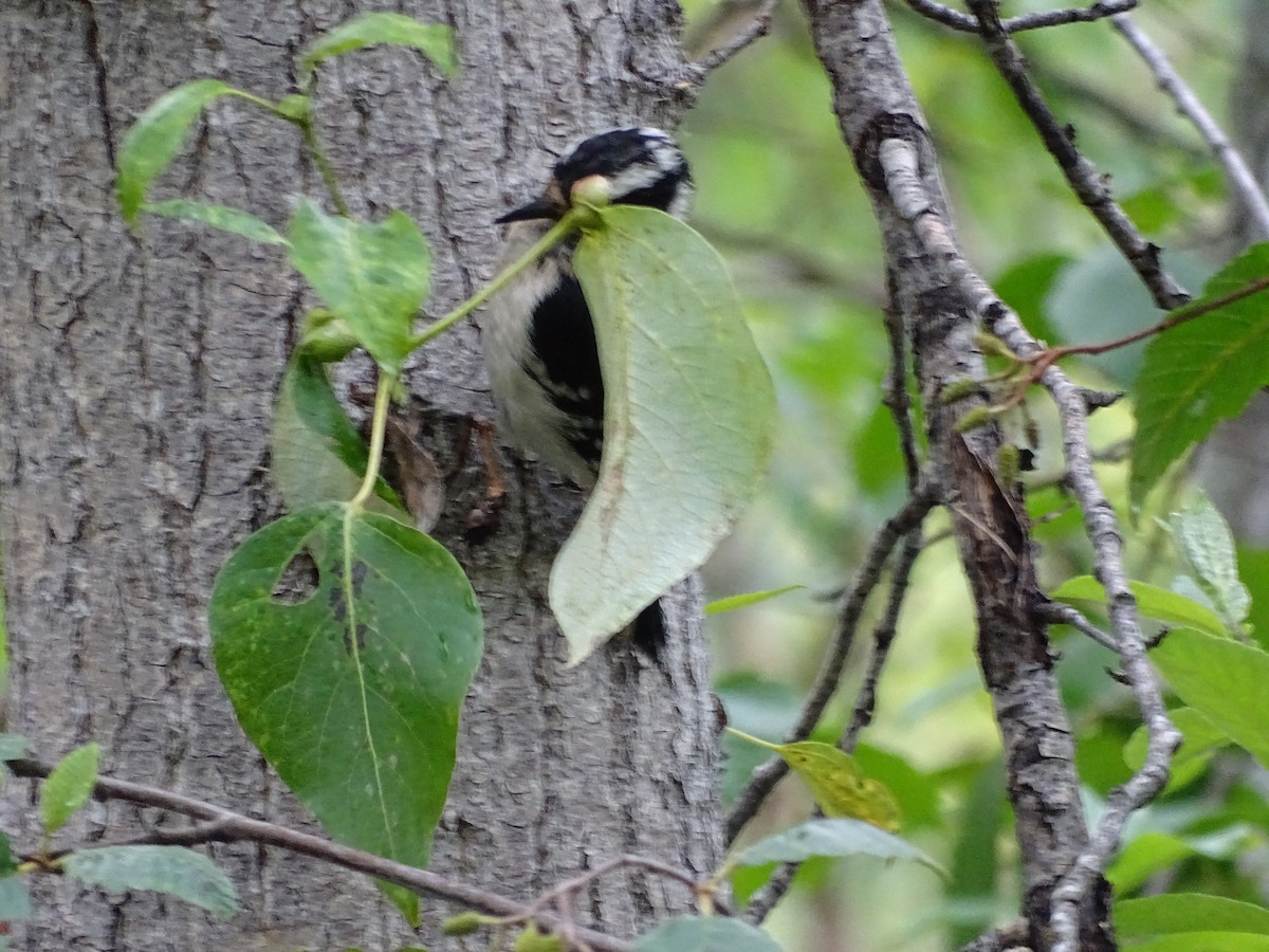 Downy Woodpecker - ML620540103