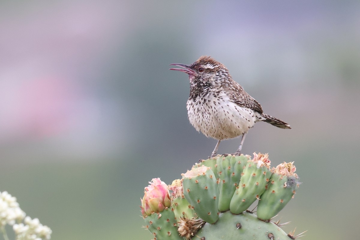 Cactus Wren - ML620540104