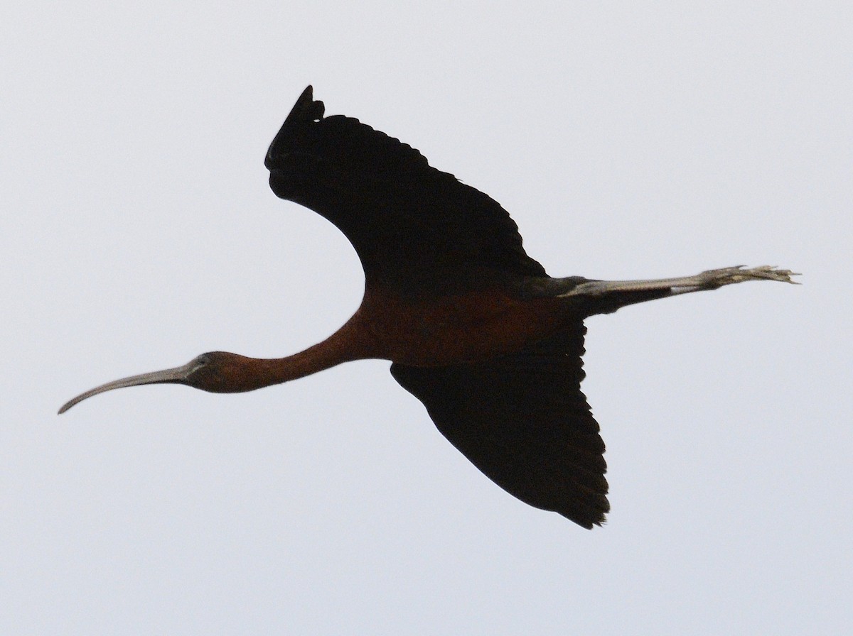 Glossy Ibis - ML620540107