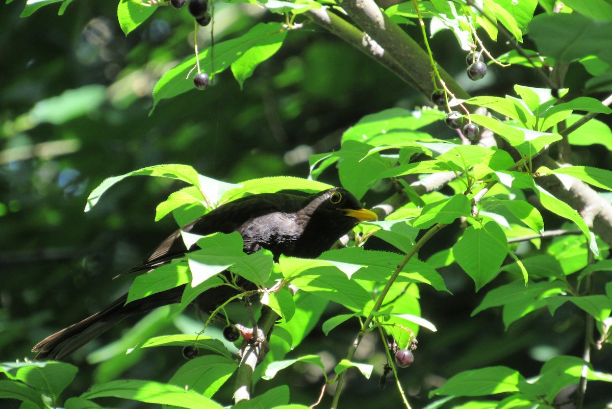 Eurasian Blackbird - ML620540118